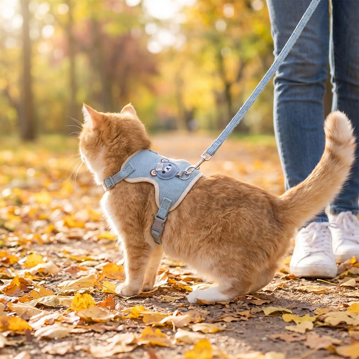 Harnais Chat Nounours bleu au parc en automne