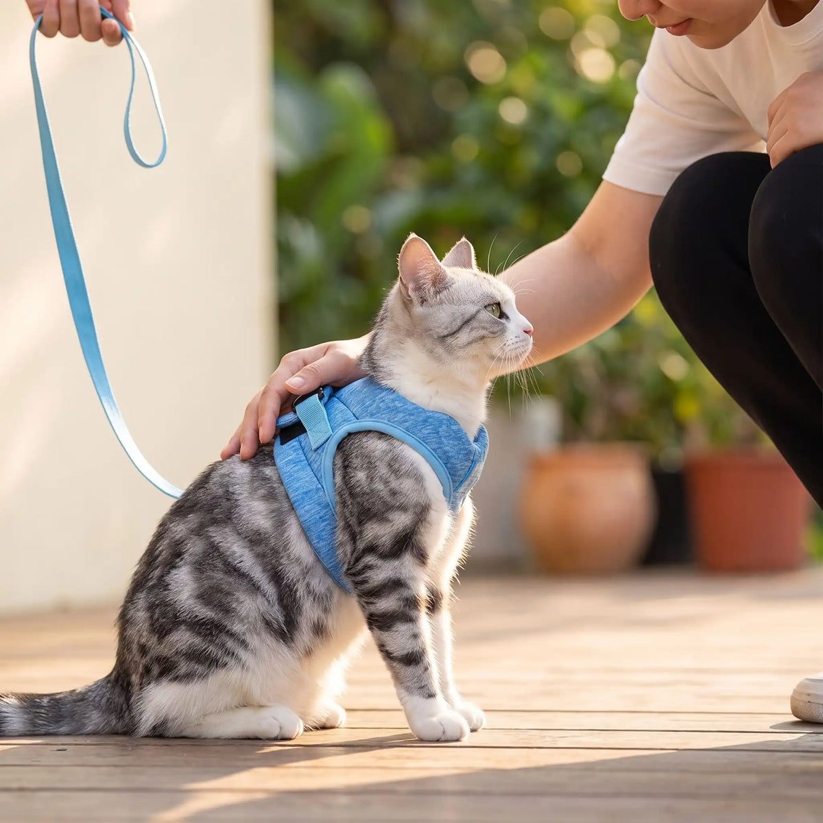 Harnais Chaton Pompon assis sur une terrasse en bois