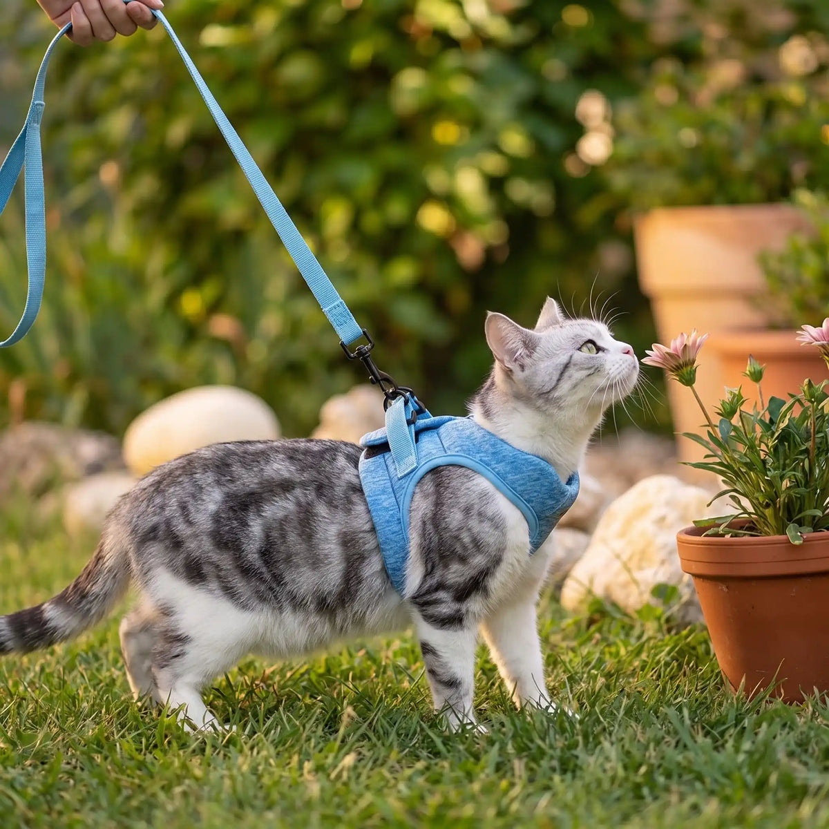 Harnais Chaton Pompon bleu dans le jardin