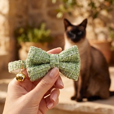 Collier Chat nœud papillon vert tenu à la main