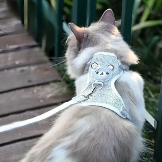 Harnais Chat gris en prommenade