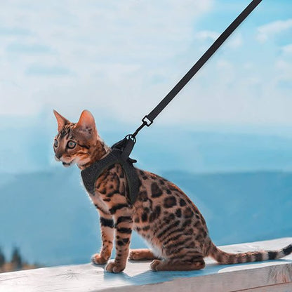Harnais Chaton gris en randonné